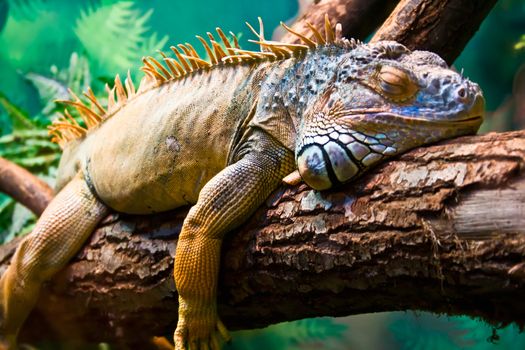 Lazy Iguana lying along the branch