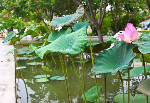 Pink lotus flower in the garden