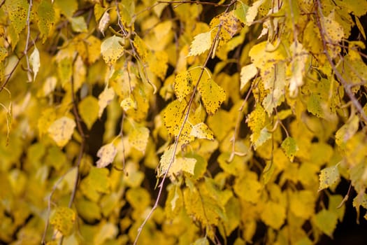 Gold autumn colors of birch leaves 