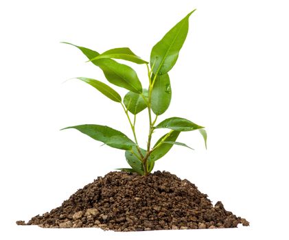 Young green plant on a white background 