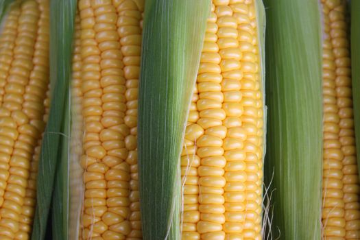 Fresh corn on the cob