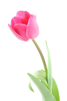 Isolated pink tulip - spring time
