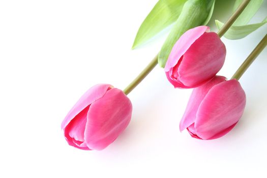Pink tulips on white surface