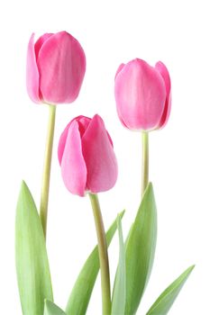 Isolated pink tulips - spring time