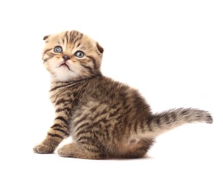 Small scottish fold kitten on white background