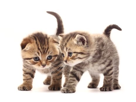 Two small scottish kittens on white background