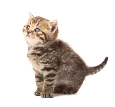 Small scottish straight kitten on white background