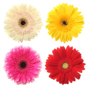 Colorful daisy flowers for your designs on white