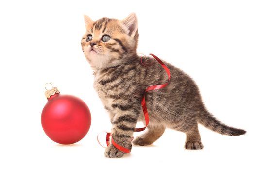 Kitten with Christmas Decorations on white background