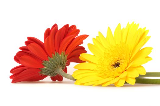 Red and yellow gerbera on white