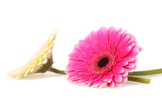 Cream and pink gerbera on white