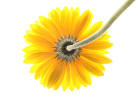 Yellow gerber daisy in isolated white