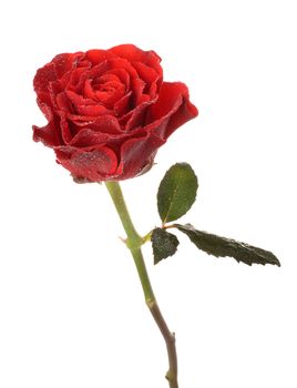 Red rose with drops of water on a white background