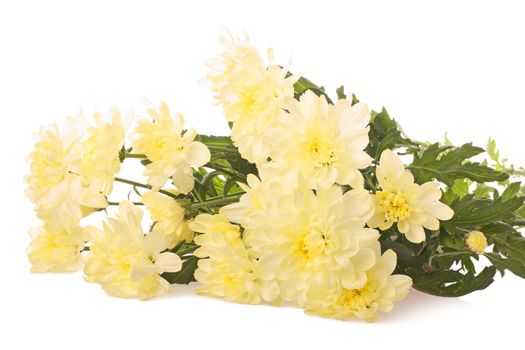 Llight yellow chrysanthemums flowers on white background