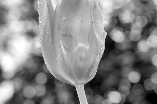 Closeup view of a tulip after a rain storm