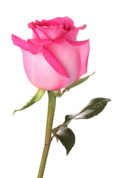 Pink rose with drops of water on a white background