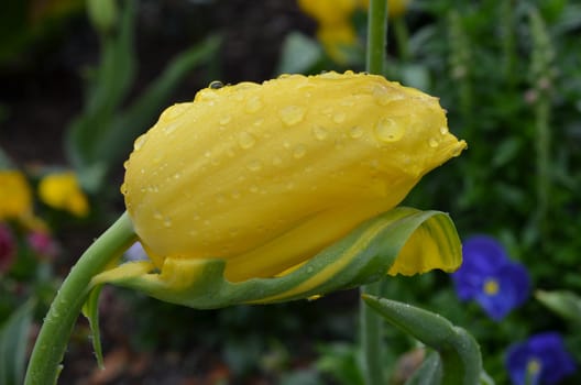 Closeup view of a tulip after a rain storm, leaning over