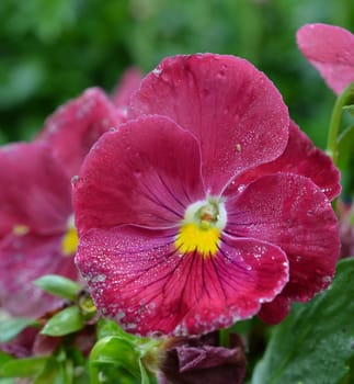 A purple pansy flower shown up close