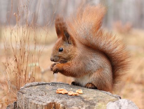 Squirrel on a tree stump in a park