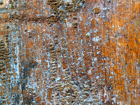 section of old rough distressed wood