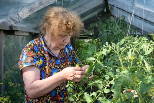  old woman in a hothouse examines flowers of tomatoes