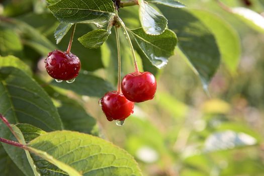 Red cherries on a tree with water drops