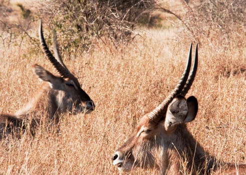 Waterbuck resting in the afternoon sun. Kruger National Park, South Africa.