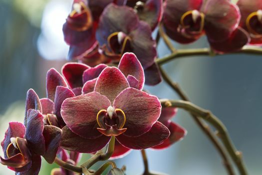 unusual and rare red phalaenopsis orchid flower