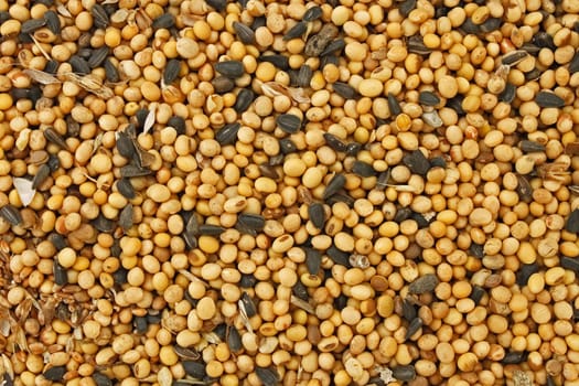 Fodder blends for domestic animals from soybean and sunflower seeds