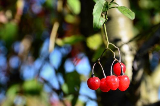 The photo shows a red, ripe fruit growing on a small tree.