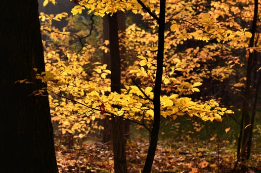 The photo shows a collection of colorful leaves, which can only create a autumn.