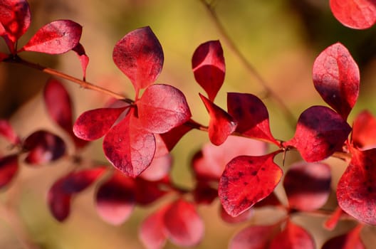 The photo shows a collection of colorful leaves, which can only create a autumn.