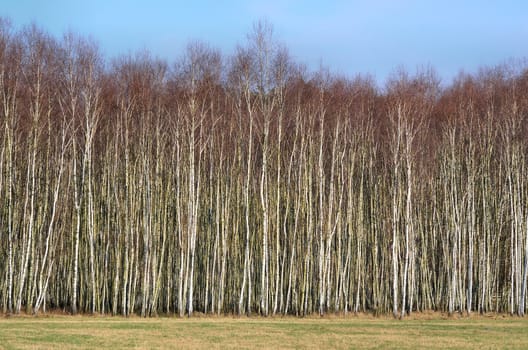 The photo shows a dense birch scrub growing on a dirt road.