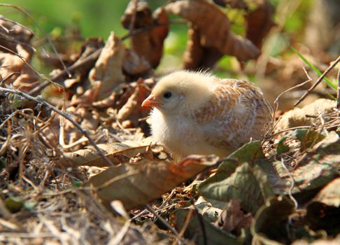 Newborn chicken in the farm