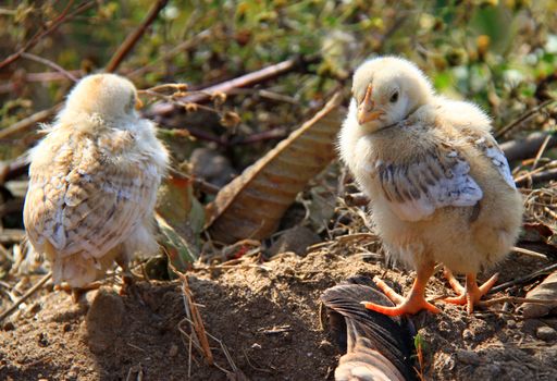 Newborn chickens in the farm