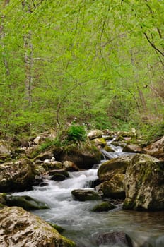 Wild stream between stones in spring forest.  National park Tara