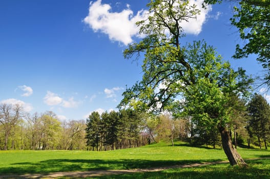 Tree and green grass in spring park