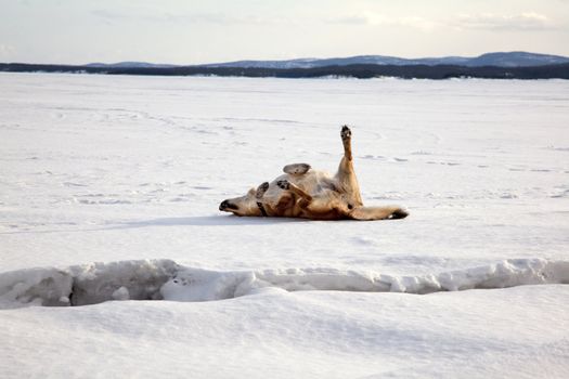 Red dog is bathed in the snow against the backdrop of the snowy wilderness