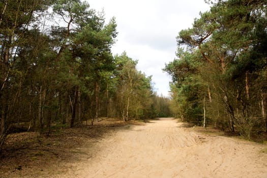 Sand path in pine forest