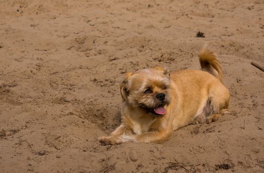 Brown dog in the sand