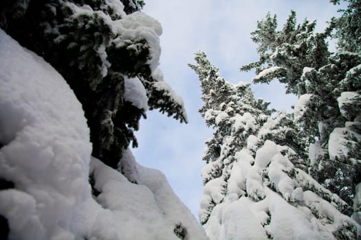 Fir trees with lots of snow and blue sky, vertical