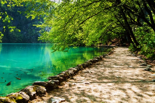 Path near a forest lake with fish in Plitvice Lakes National Park, Croatia