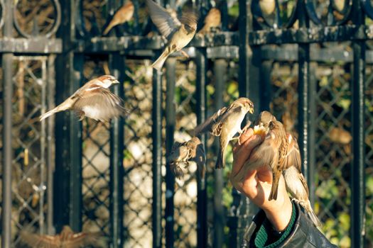 Sparrows eating from a human hand, horizontal shot