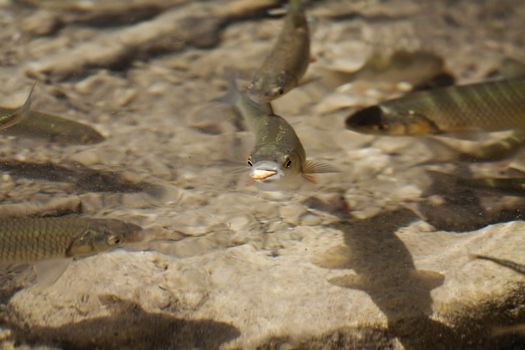 A small fish wins the race to the food.