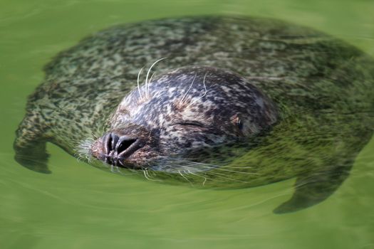 seal swimming