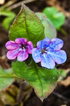 lungwort