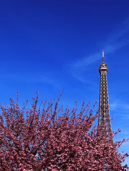 Image of the famous Eiffel Tower above a pink cherry tree in blossom during the spring.