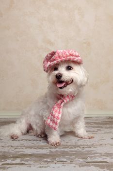 Adorable trendy little dog wearing a pink houndstooth cap and matching scarf is sitting on an old wooden floor