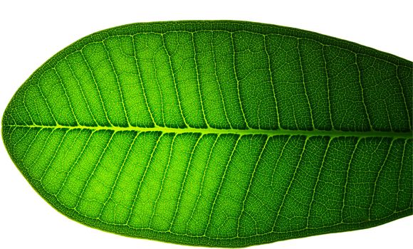 the frangipani leaf background