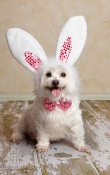 Cute little dog wearing bunny ears and matching sequin bow tie in a rustic setting. Suitable for easter or fancy dress halloween.  